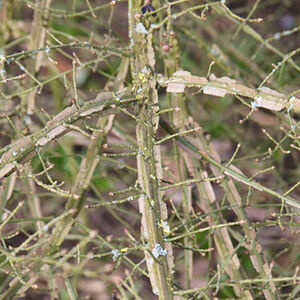 Euonymus alatus