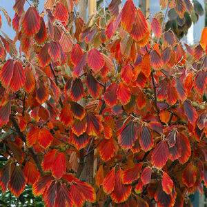 Hamamelis intermedia Arnold pr