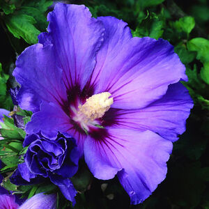 Hibiscus syriacus Bleubird