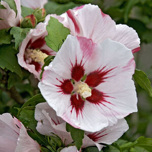 Hibiscus syriacus Hamabo