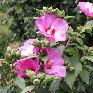 Hibiscus syriacus Woodbridge