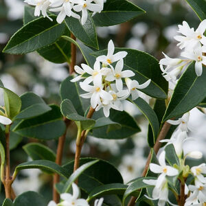 Osmanthus burkwoodii