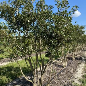Osmanthus heterophyllus