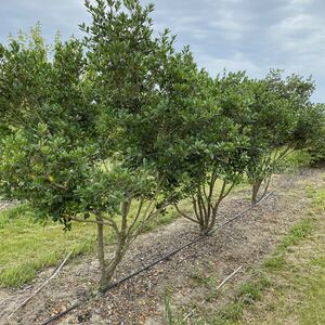 Osmanthus heterophyllus