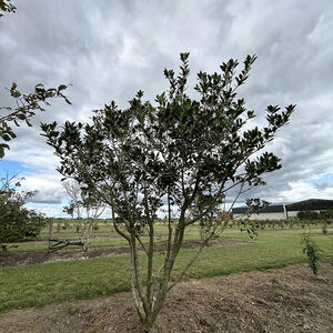 Osmantus Heterepyllus