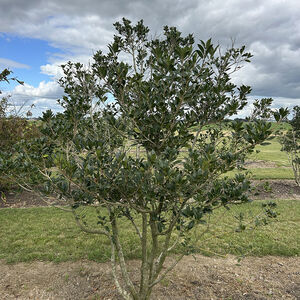 Osmantus heterophyllus