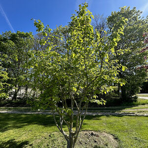 Parrotia Persica