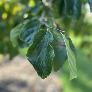 Parrotia Persica