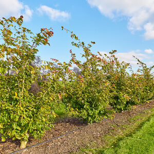 Parrotia Persica