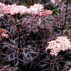 Sambucus nigra Black Lace
