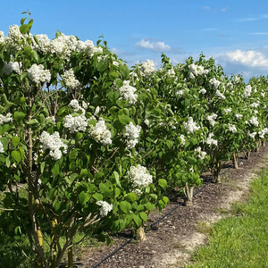 Seringa Vulgaris Mme Lemoine