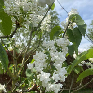 Seringa Vulgaris Mme Lemoine