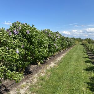 Seringa vulgaris Michel Buchne