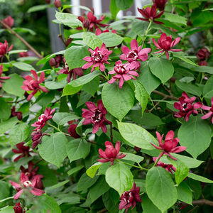 Sinocalycanthus raulstonii Har