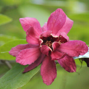 Sinocalycanthus raulstonii Hartlage wine