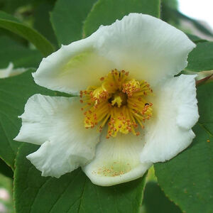 Stewartia pseudocamellia