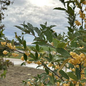 eleagnus