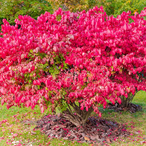 euonymus-alatus-01