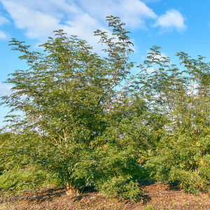 frangula-alnus-aspleniifolia