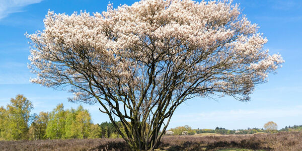 Amelanchier lamarckii