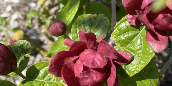 Calycanthus raul. Hartlage win