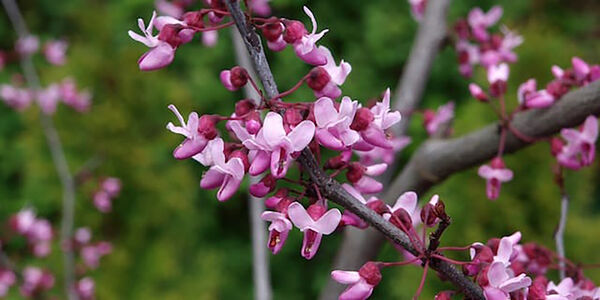 Cercis canadensis Forest Pansy