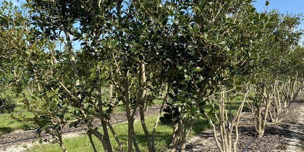 Osmanthus heterophyllus