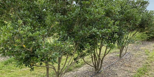 Osmanthus heterophyllus