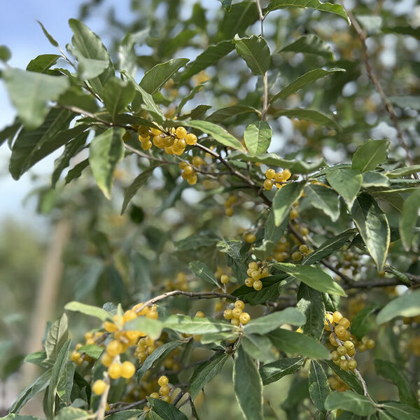 Eleagnus Umbellata Amber