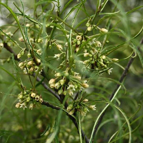 Frangula alnus Aspleniifolia