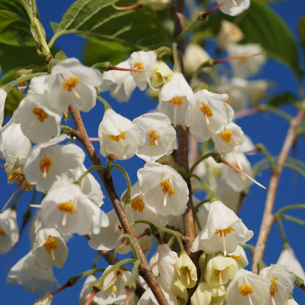 Halesia carolina