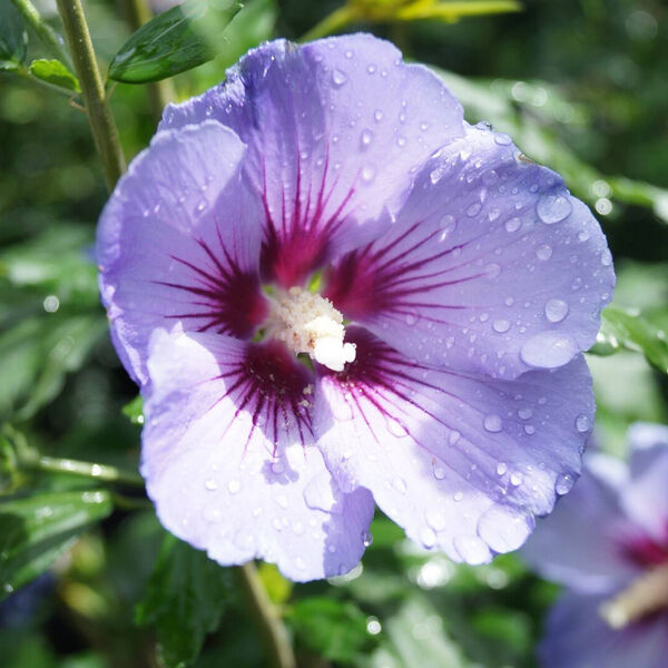 Hibiscus syriacus Marina