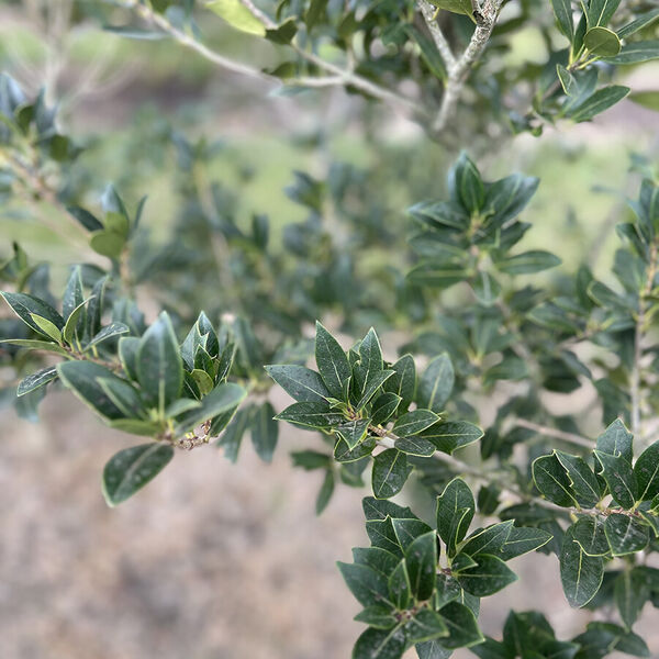 Osmantus heterepyllus