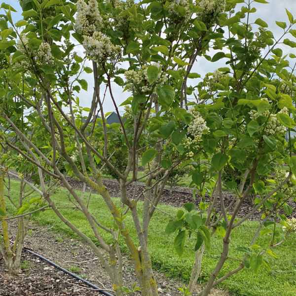 Seringa Vulgaris Mme Lemoine