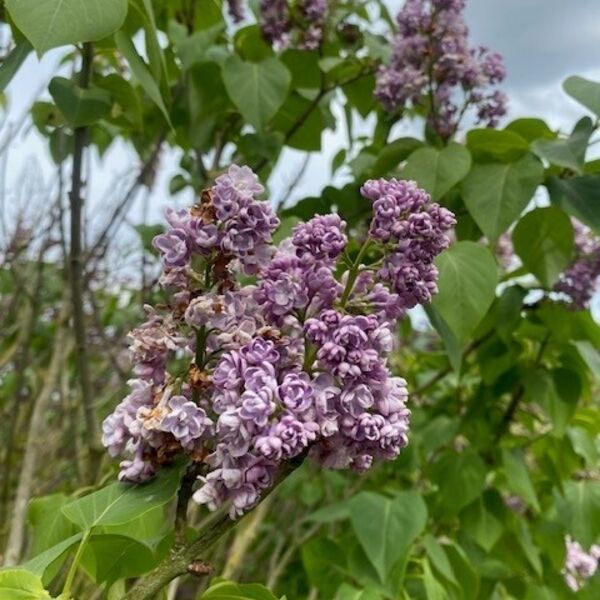 Seringa vulgaris Michel Buchne