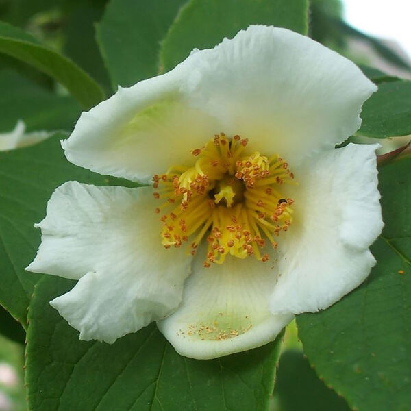 Stewartia pseudocamellia