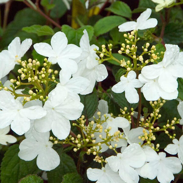 Viburnum plicatum Shasta