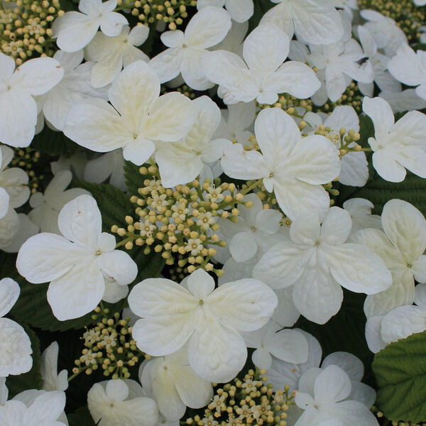 Viburnum plicatum Watanabe